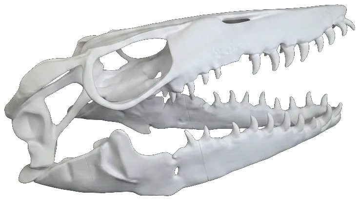 Large 3D-printed dinosaur skull, a real workshop piece with museum-grade painted finish, shown cut out on a dark background